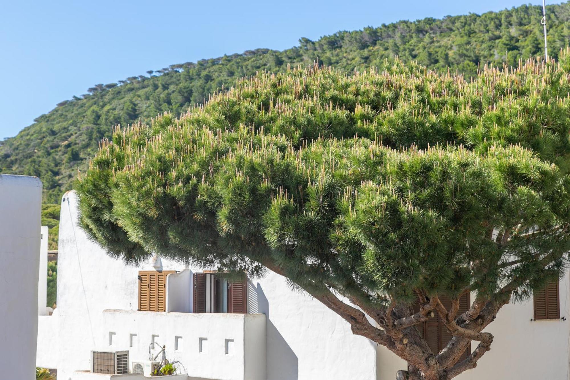 Adosado Nuevo Con Piscina, Playa, Garaje Y Jardin Los Canos De Meca Εξωτερικό φωτογραφία